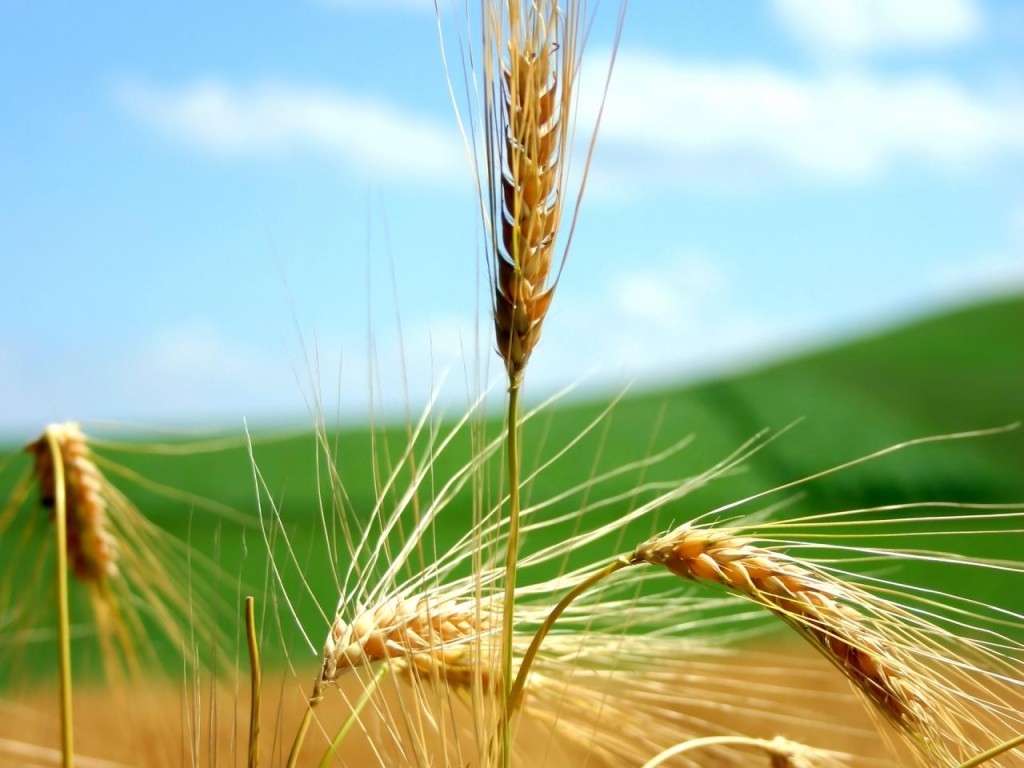 Domínio nacional na área de sementes de trigo