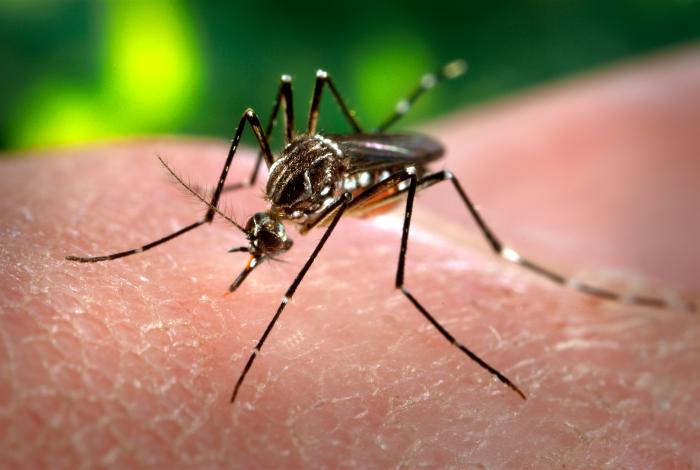 Aviso relevante sobre as epidemias de Dengue, Zika e Chikungunya