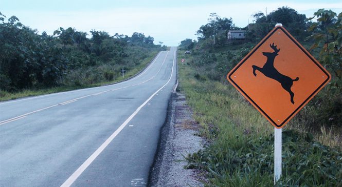 Diminui número de animais atropelados nas rodovias concedidas em São Paulo