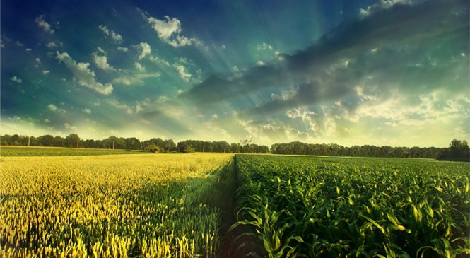 Agricultura caminha para um ano de recordes. E a gente vai pegar carona nisso.