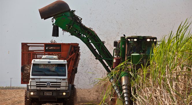 Produtores adiam colheita da cana-de-açúcar na tentativa de aumentar a produtividade