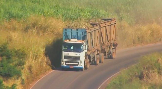 Caminhões bitrens transportam cana sem lona de proteção em rodovias de Araçatuba