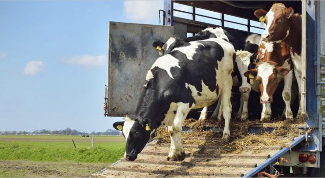 Caminhoneiros defendem aumento da altura máxima permitida de carrocerias para transporte de gado