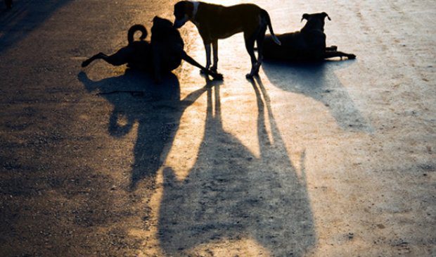 Concessionária apoia campanha contra abandono de animais na rodovia