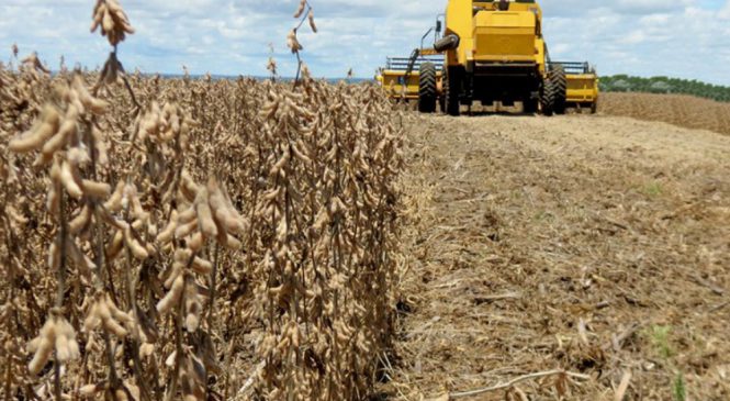 Pela sexta safra consecutiva, Mato Grosso do Sul quebra recorde de produção de soja