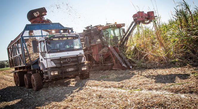 Caminhão Axor de direção autônoma para transbordo de cana oferece a maior capacidade de carga líquida do Brasil