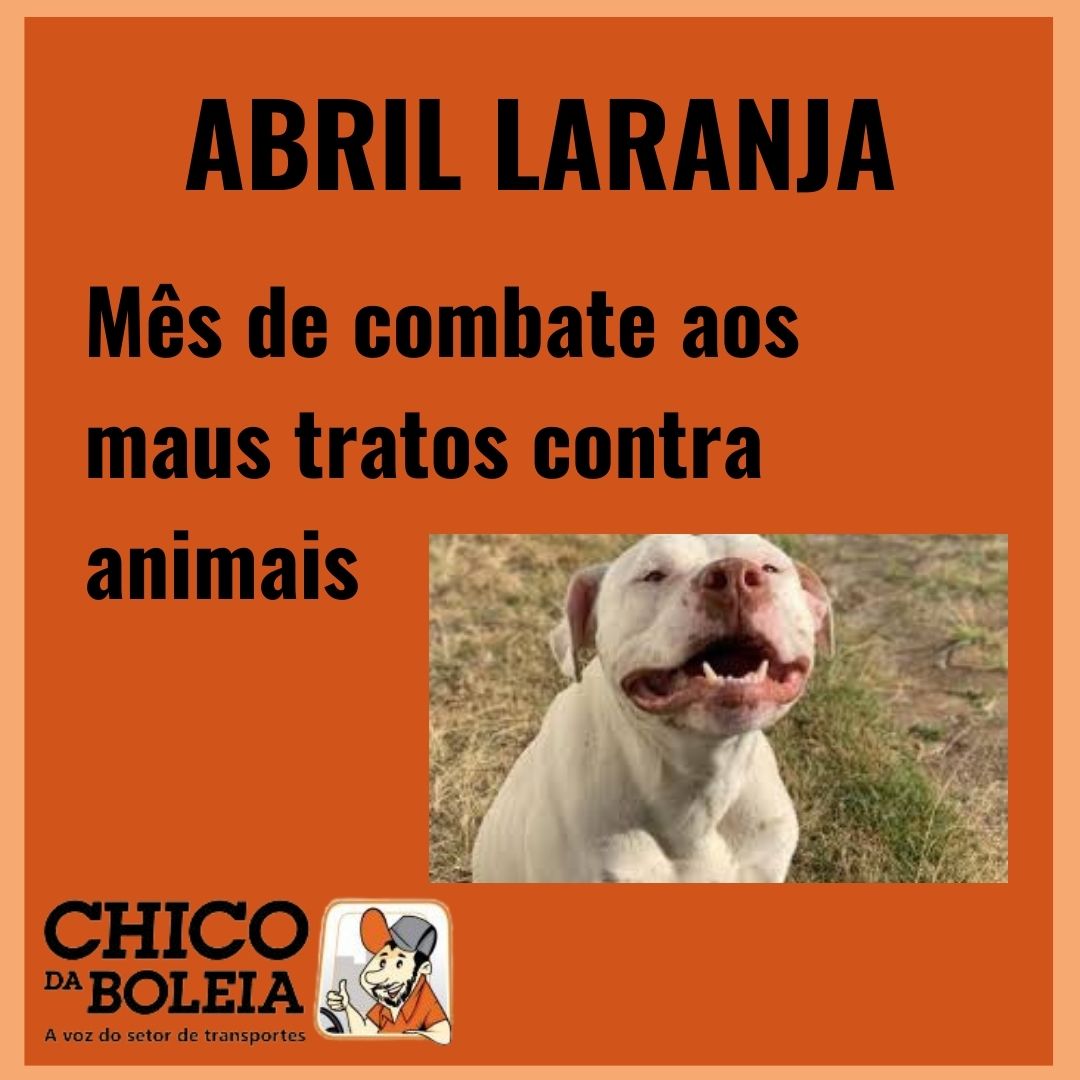 Abril Laranja: mês de combate aos maus tratos contra animais