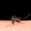 Ministério da Saúde amplia público-alvo da vacinação contra a dengue